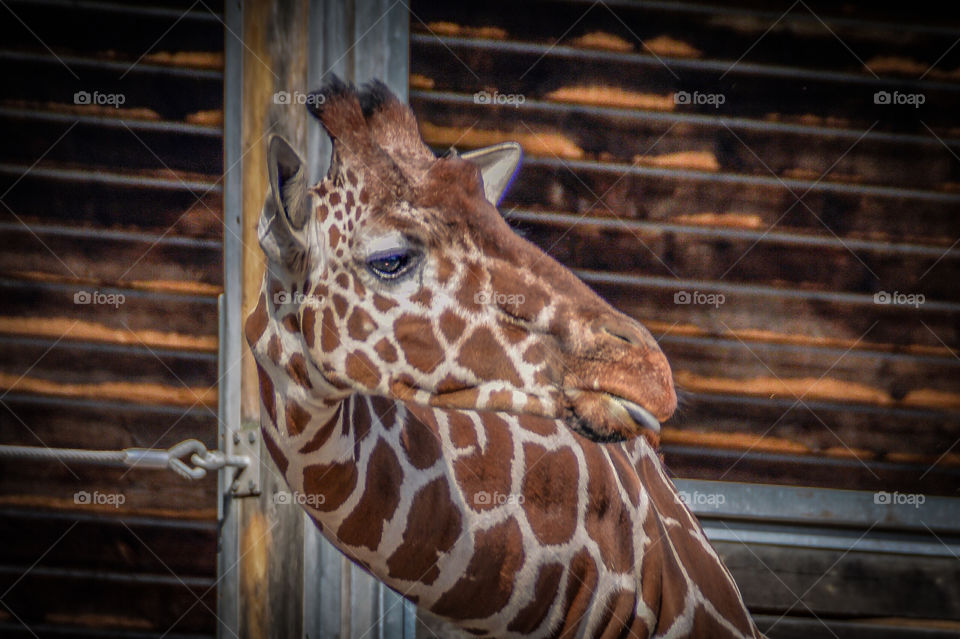 A giraffe in Copenhagen zoo