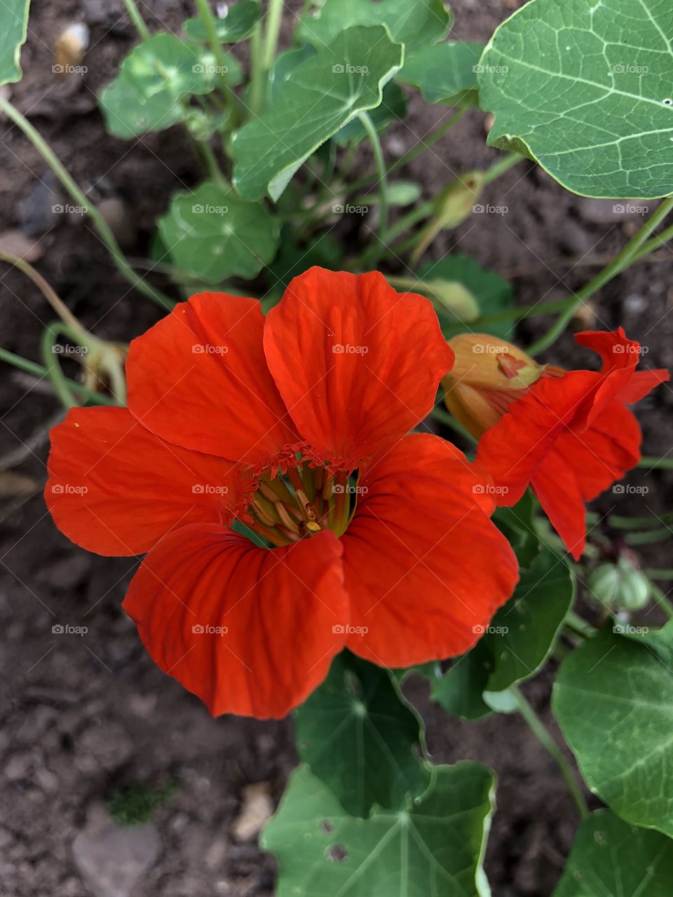 The deep red radiant color of this beautiful flower gets you to notice its presence.