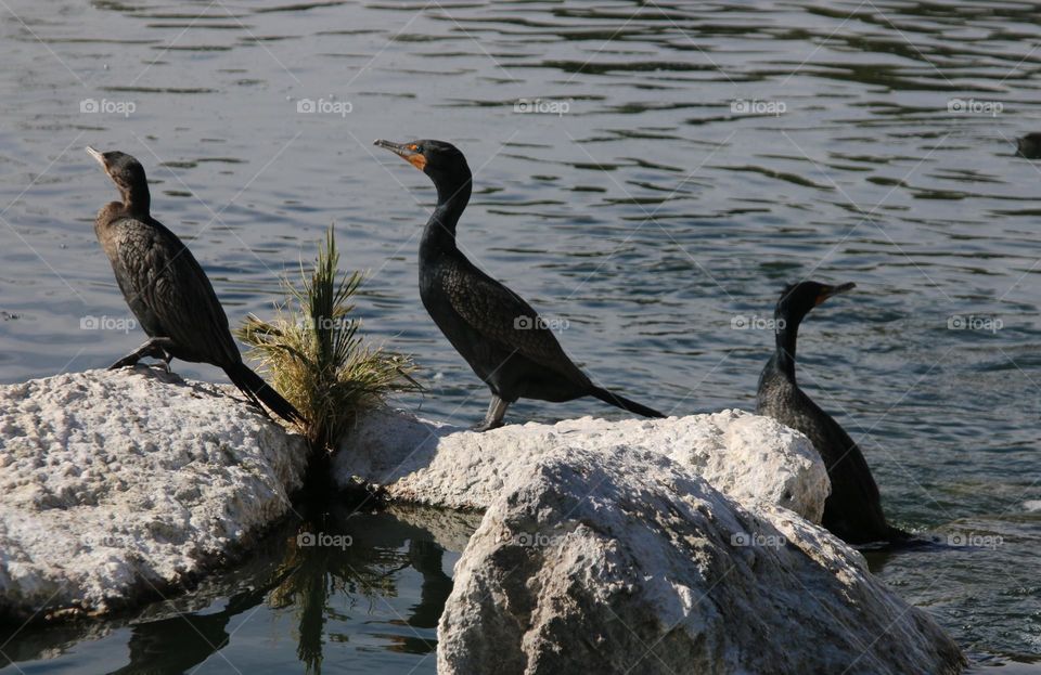 Three Cormorants on a Rock
