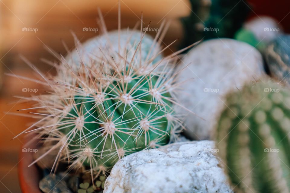 Cactus 