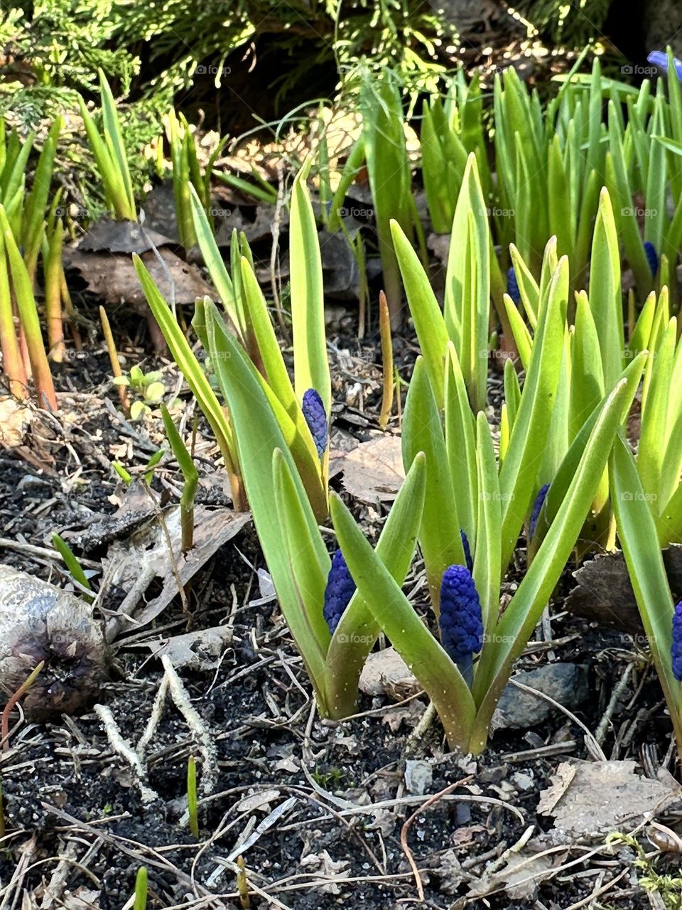 Spring flowers start blooming 