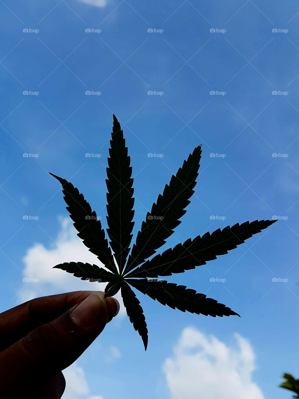 Cannabis leaf in the sky