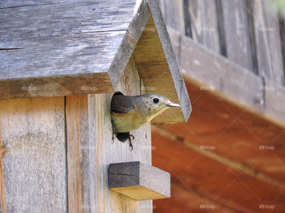 Little bird peeks out of a birdhouse