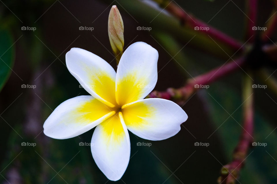 A white flower