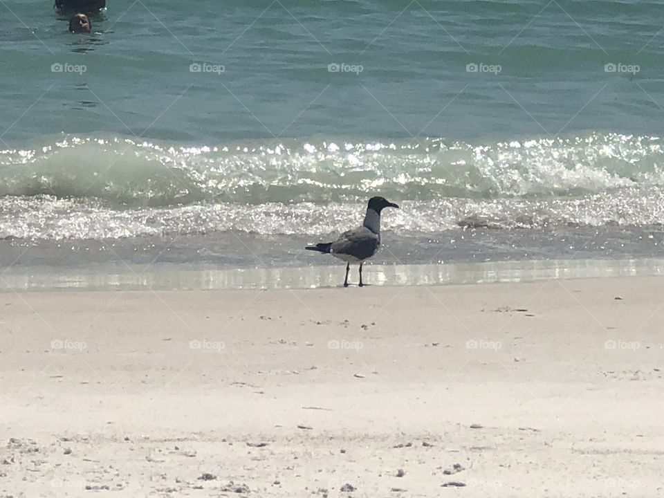 Anna Maria Island Florida - Bradenton beach. A seagull watching for food to fall while walking in the waves in the morning. 