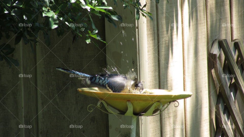Blue Jay taking a bath 