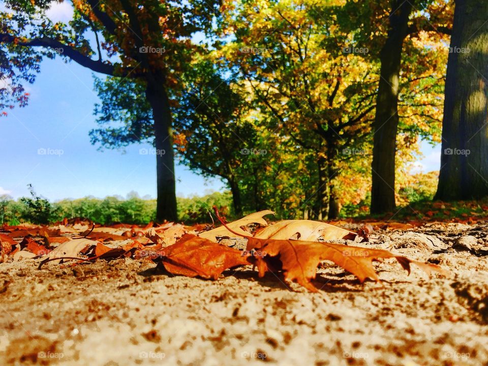 Fall foliage on a sandy road