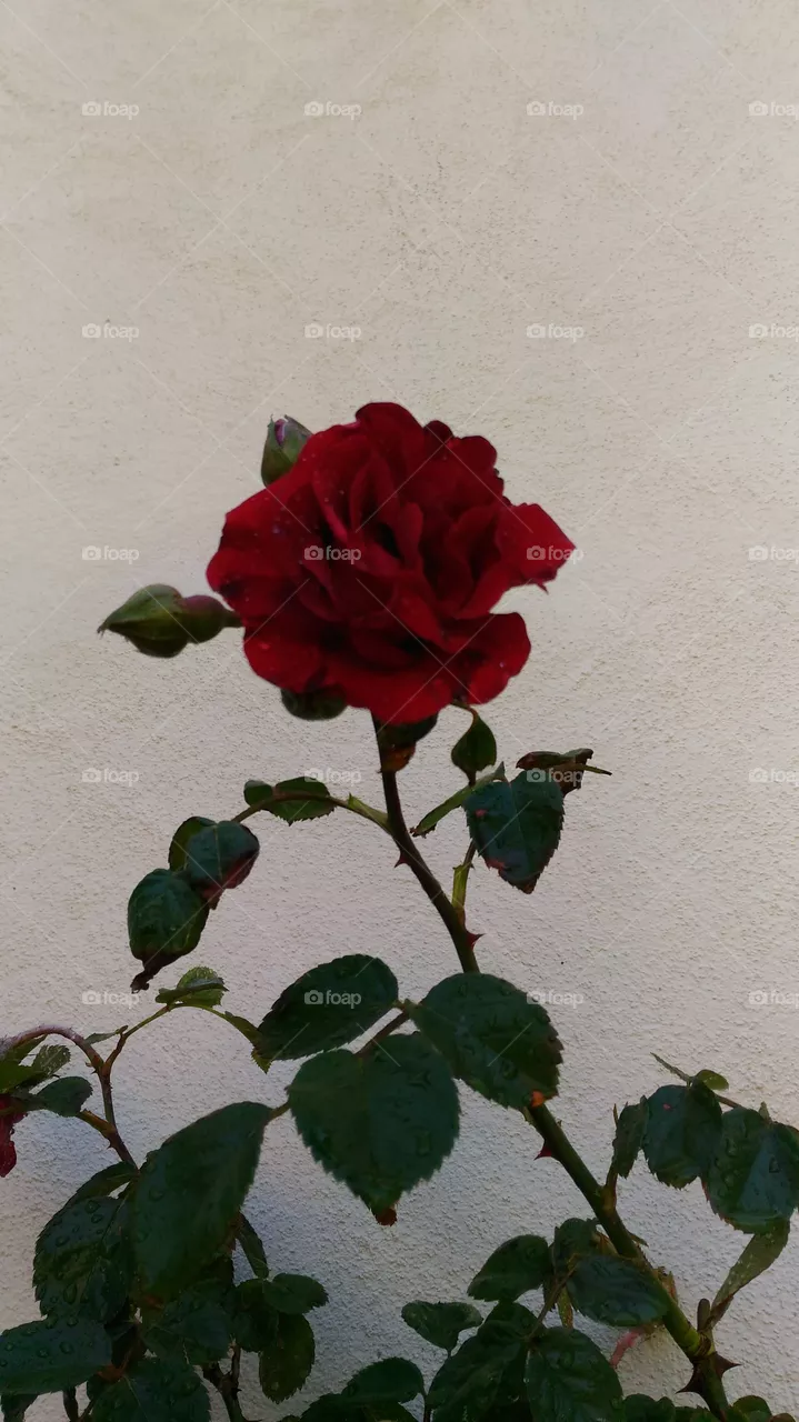 Rosa