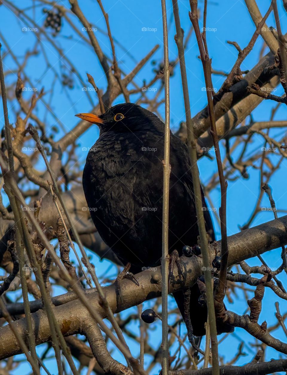 Blackbird sitting on a tree branch, clear blue sky in the background. Good visible black feathers
