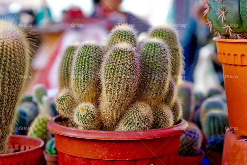 beautiful and exotic cactus