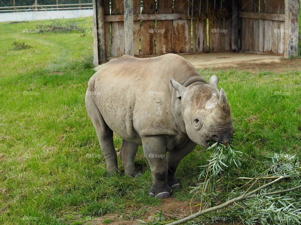 White Rhinoceros in Folly Farm Park Zoo Eating Leaves