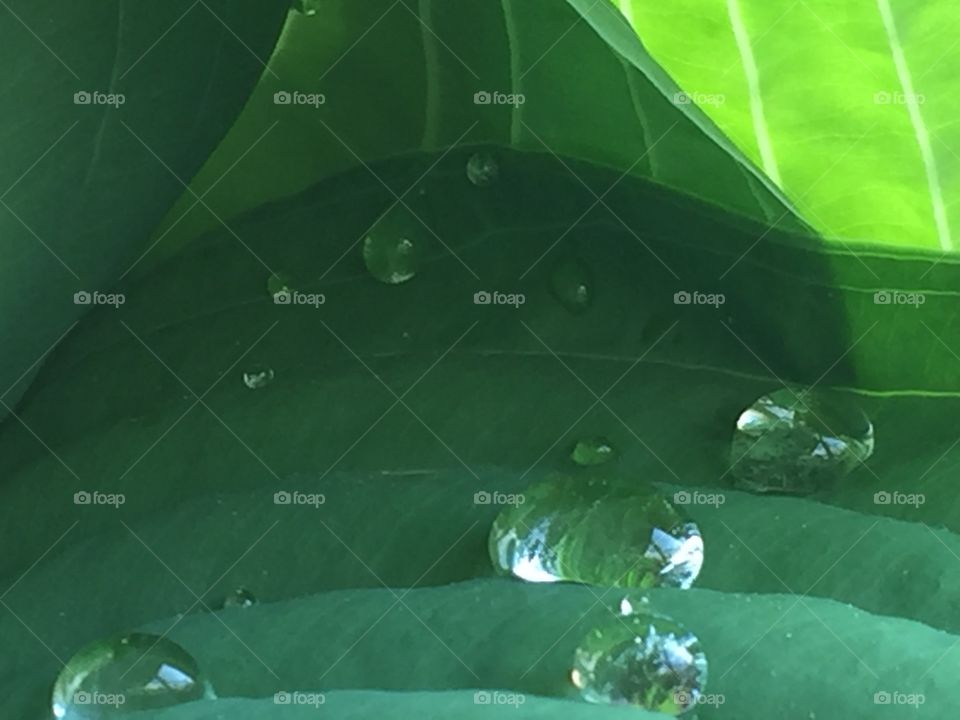 Dew drops on hostas leaves