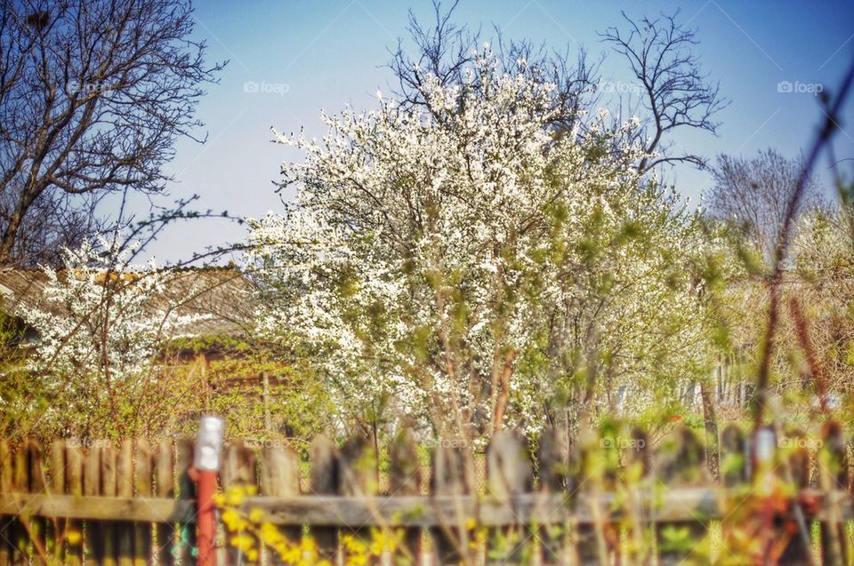 Blooming trees