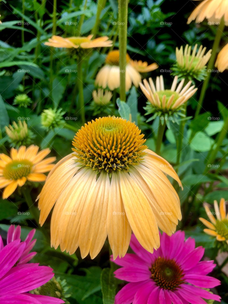 Coneflower 