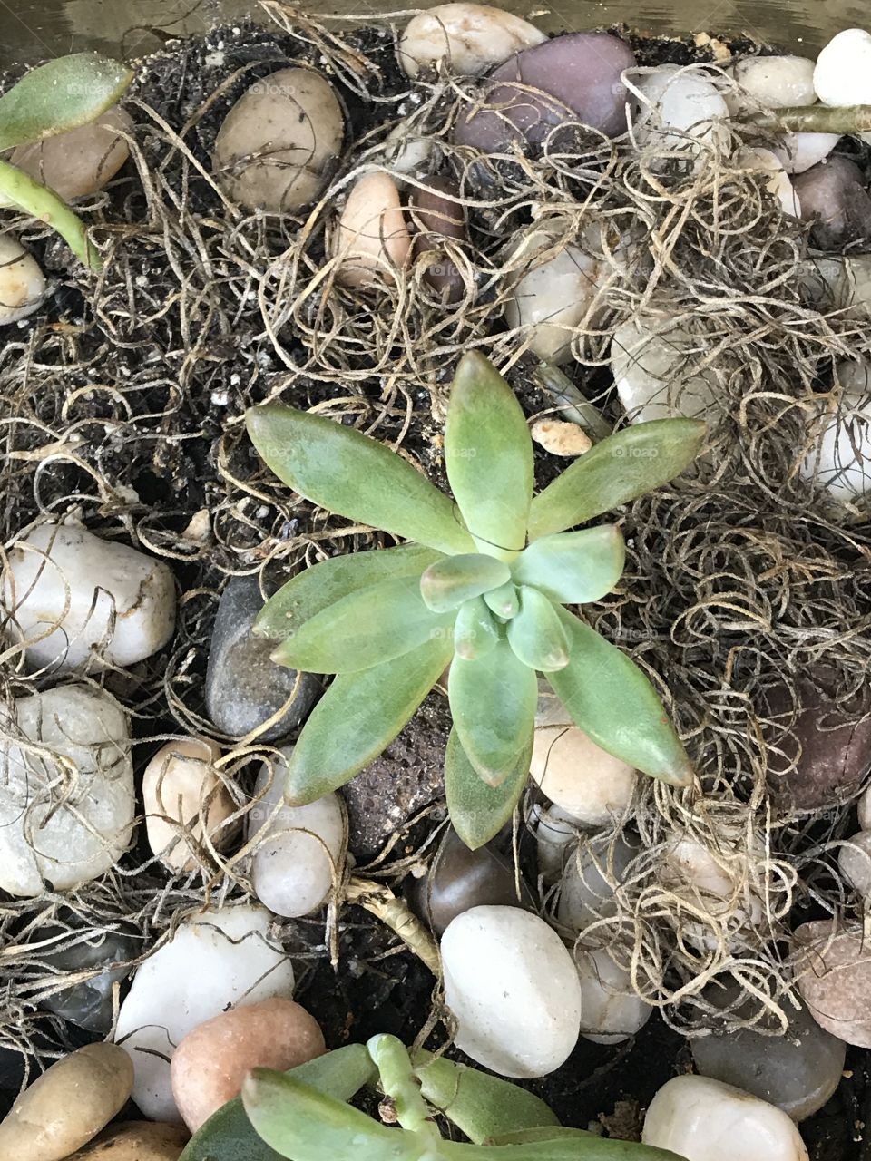 Succulent 