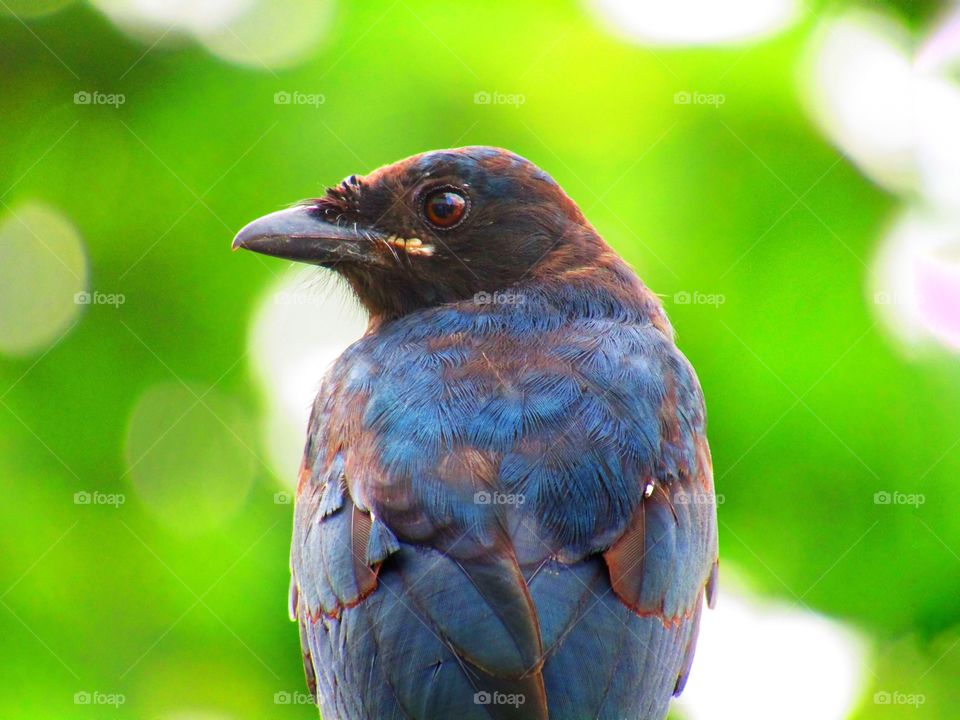 The black drongo (Dicrurus macrocercus) is a small Asian passerine bird of the drongo family Dicruridae.