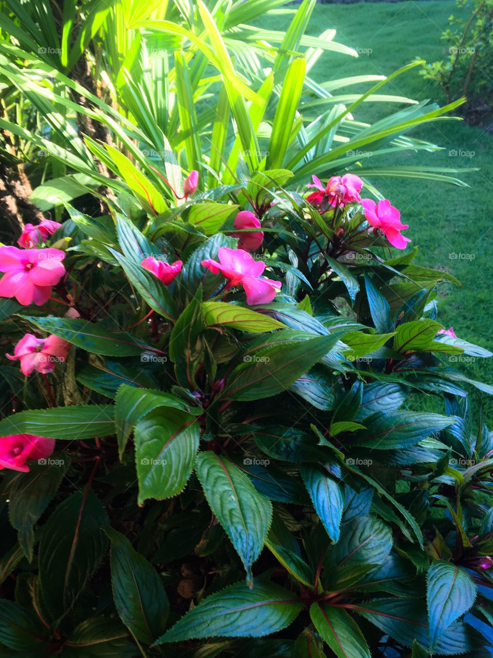 Flowers at garden