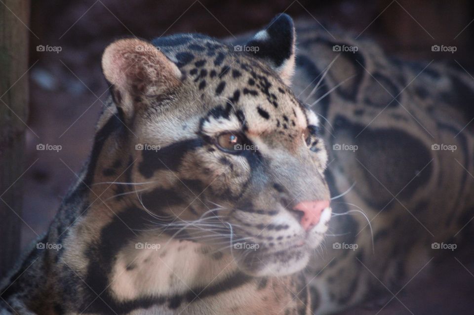 clouded leopard