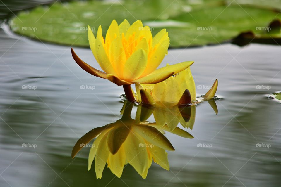 water lily. Beautiful reflection