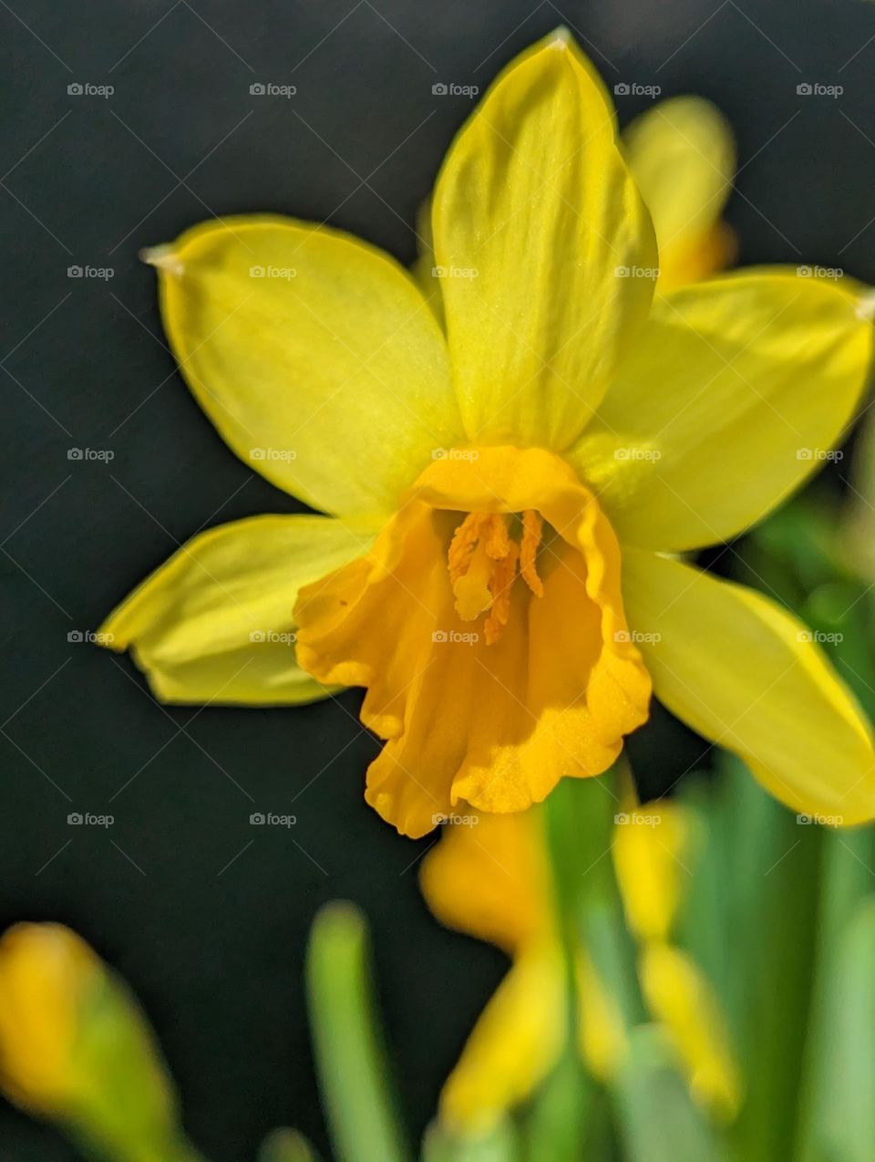 Narcissus