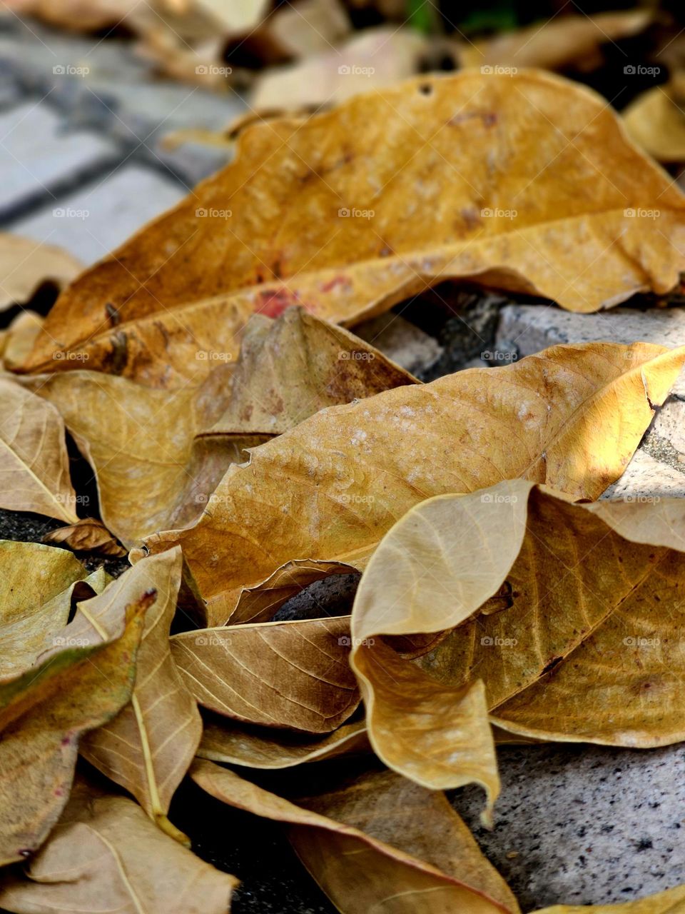 Natural fall yellow leaves