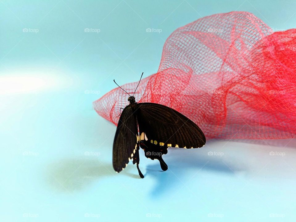 A half open wings Common Mormon Butterfly (Papilio Polyster)rest on the net.