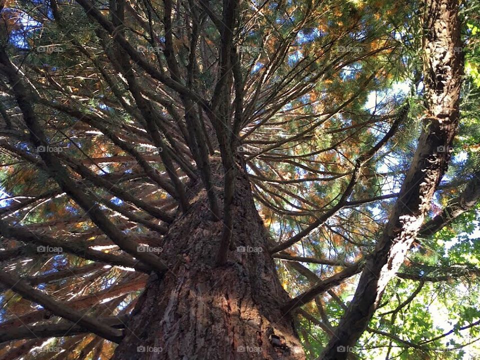 Tall tree in fall
