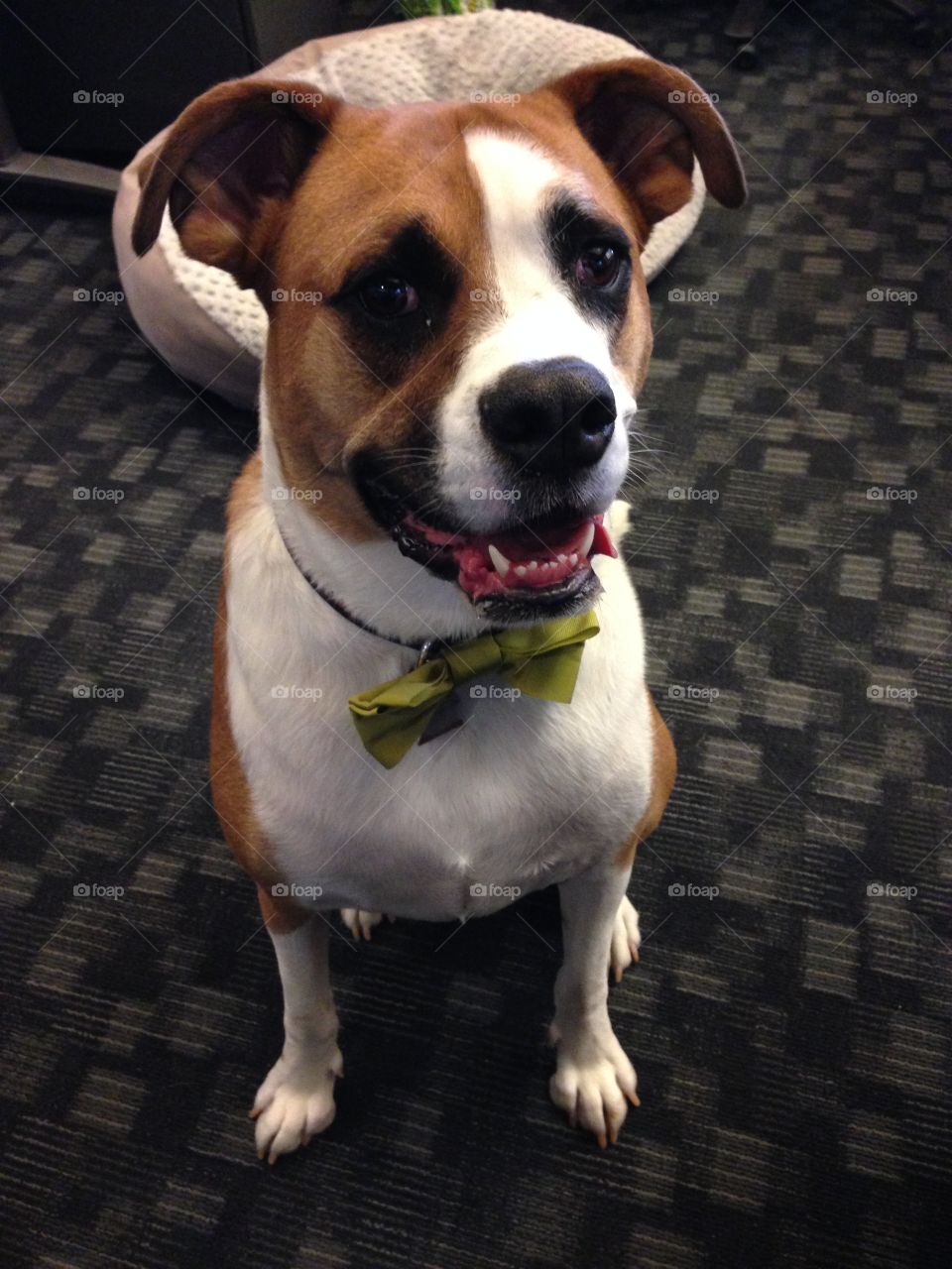 Boxer with a bow tie
