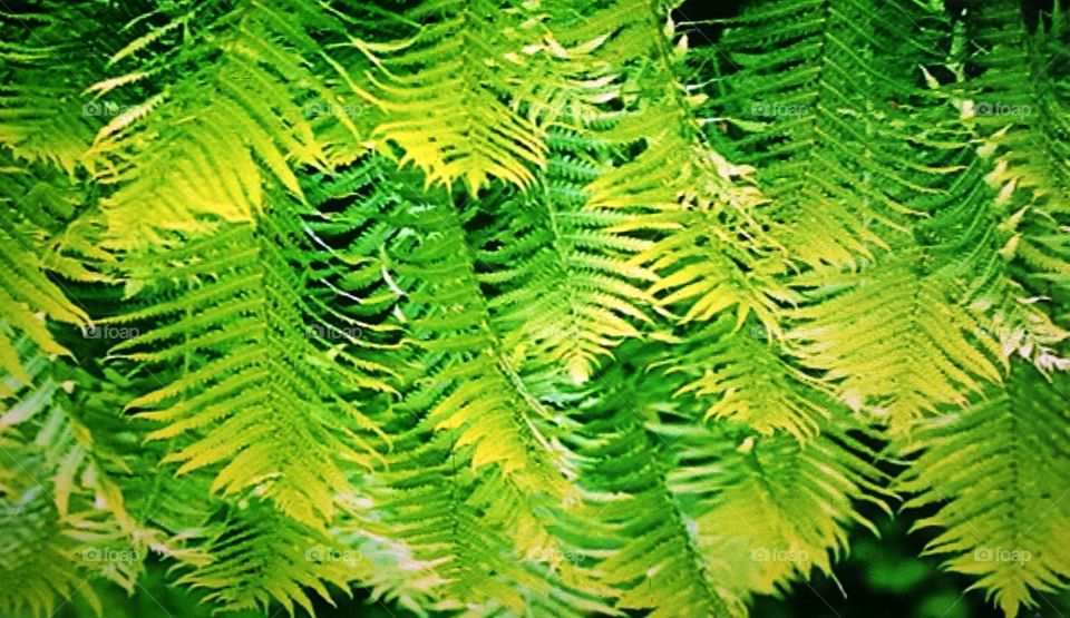 fern