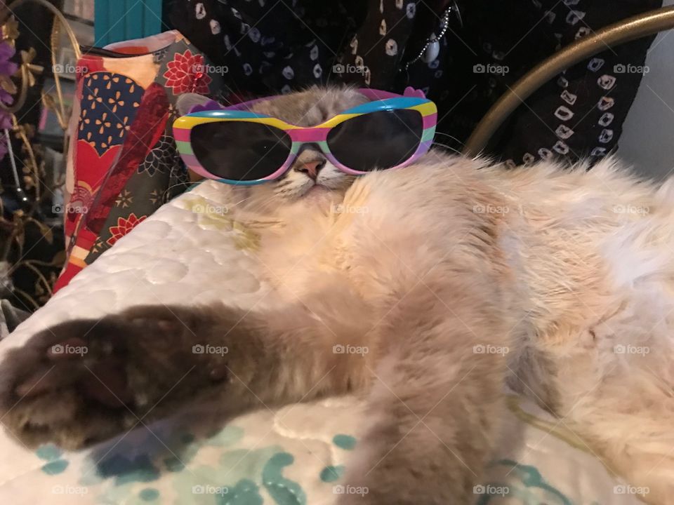 Cotton Ball chilling in her shades 