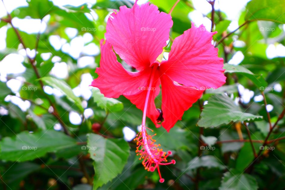 pink flowers and pollen green leaf backdrop