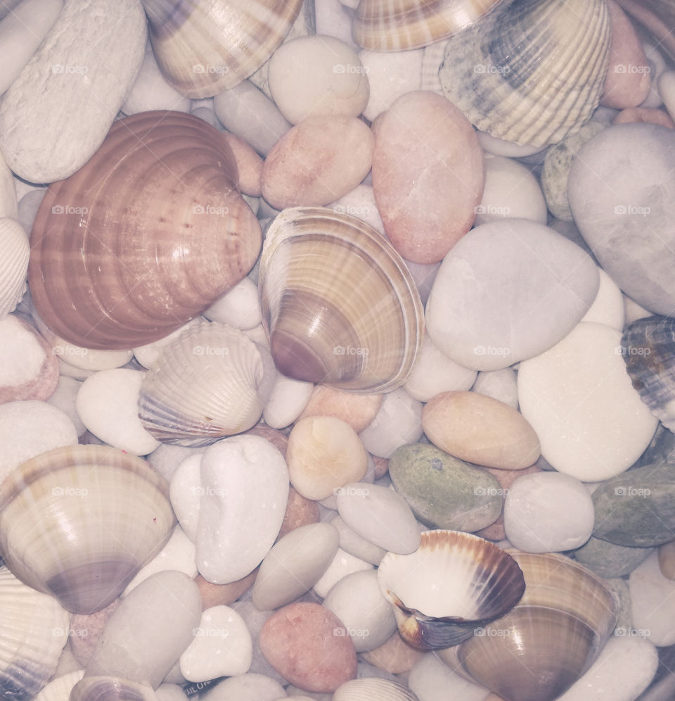 beautiful shells and white stones. souvenirs from the sea