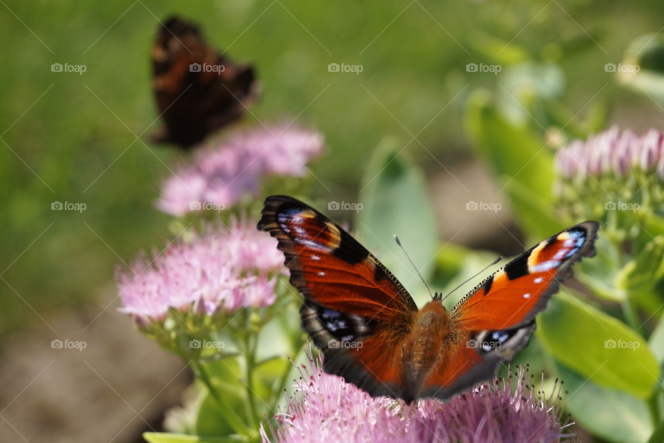 butterflies On flowers