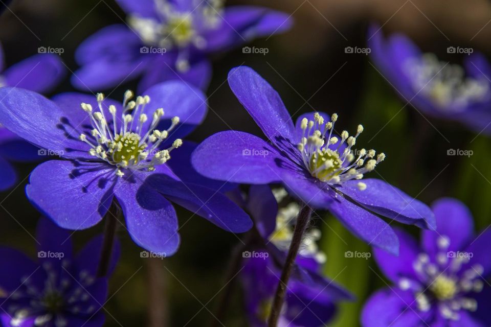 No spring without this beautiful flowers.They lighten up all forest in april . After a Grey winter this colors are eye porn.