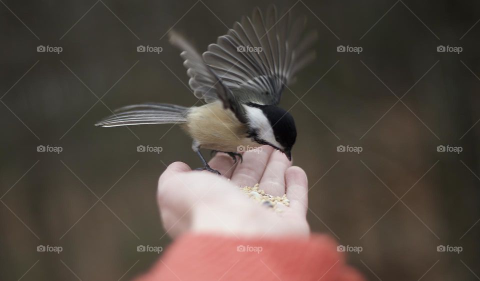 A Giving Hand; A Black-Capped Chickadee landing on a woman’s hand in Northeast Pennsylvania United States