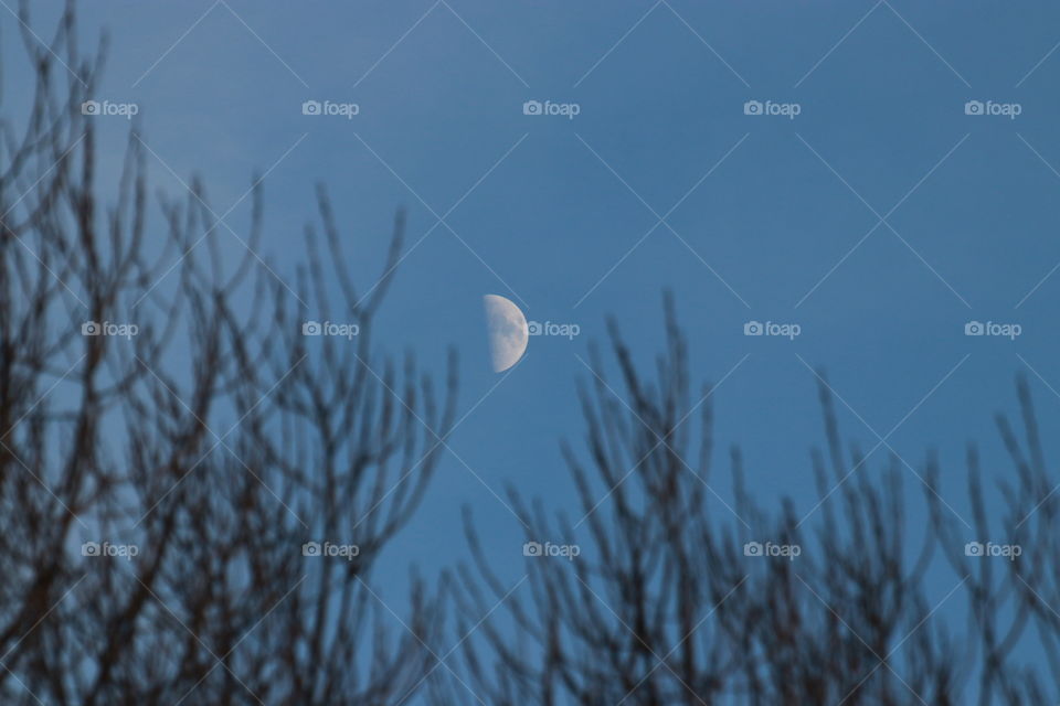 The moon on the evening sky with dark branches of trees