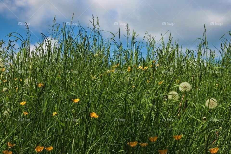 Grasses and buttercups