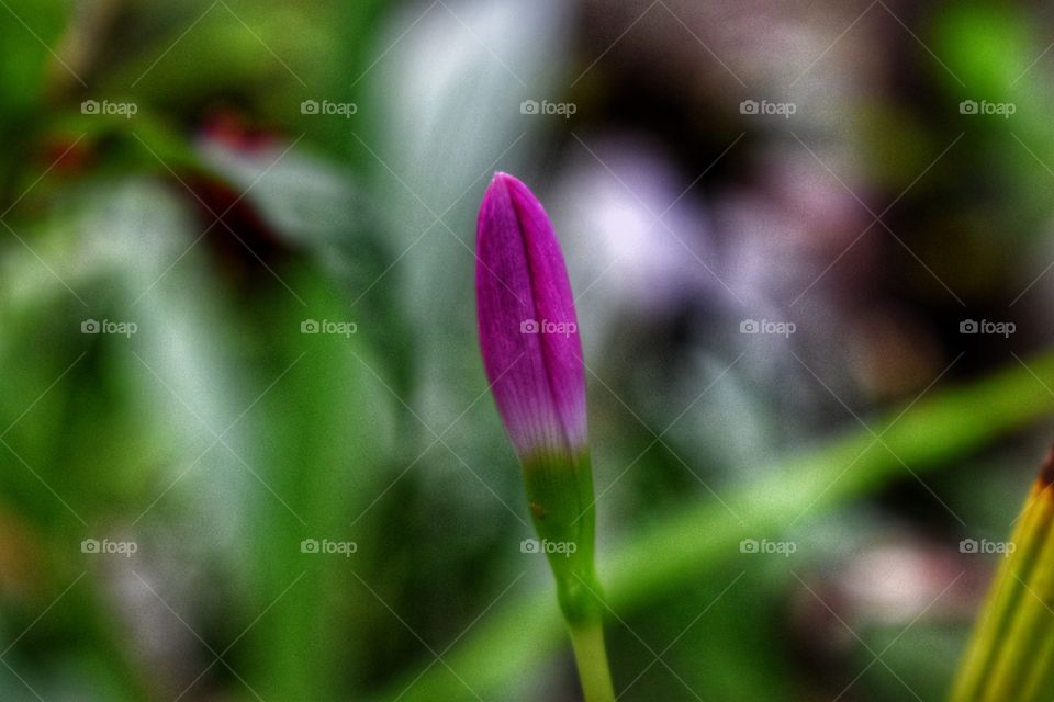 Pink bud