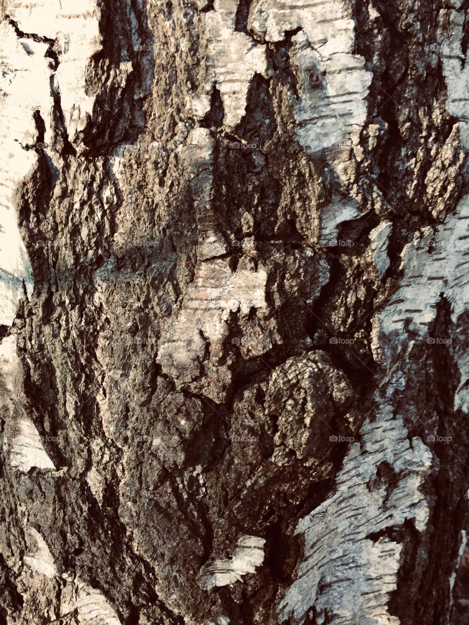 Close up of tree bark