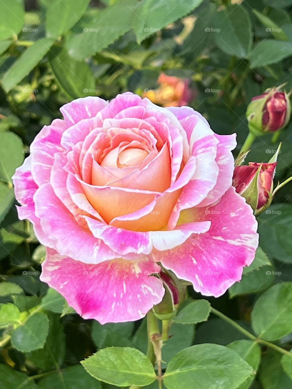Roses in Yuanshan Flower Expo Park