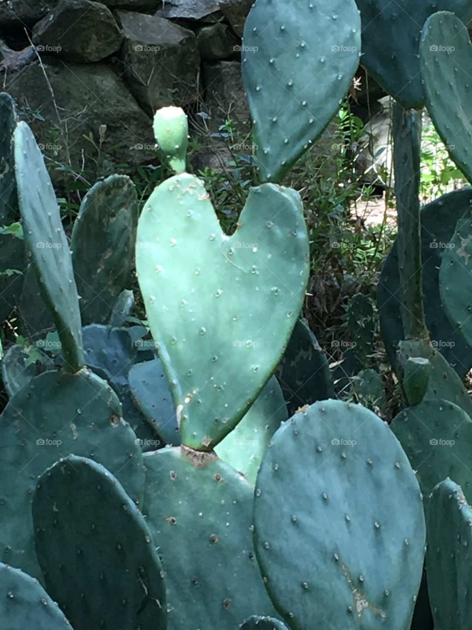 Heart Cacti