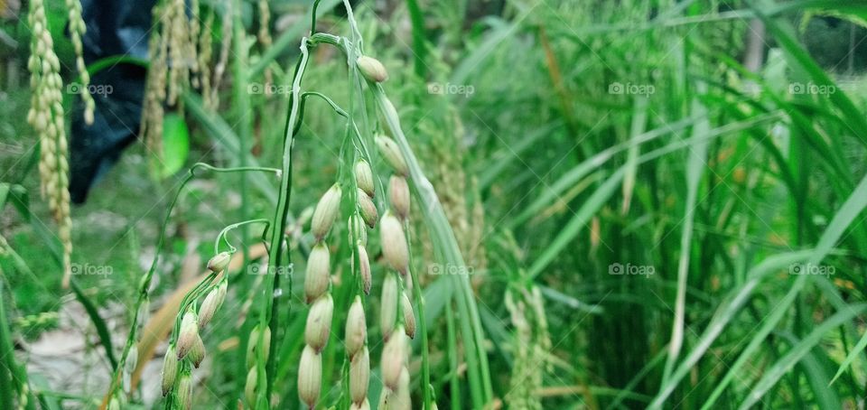 these paddi si ready to be harvest. its has very wonderful seeds.