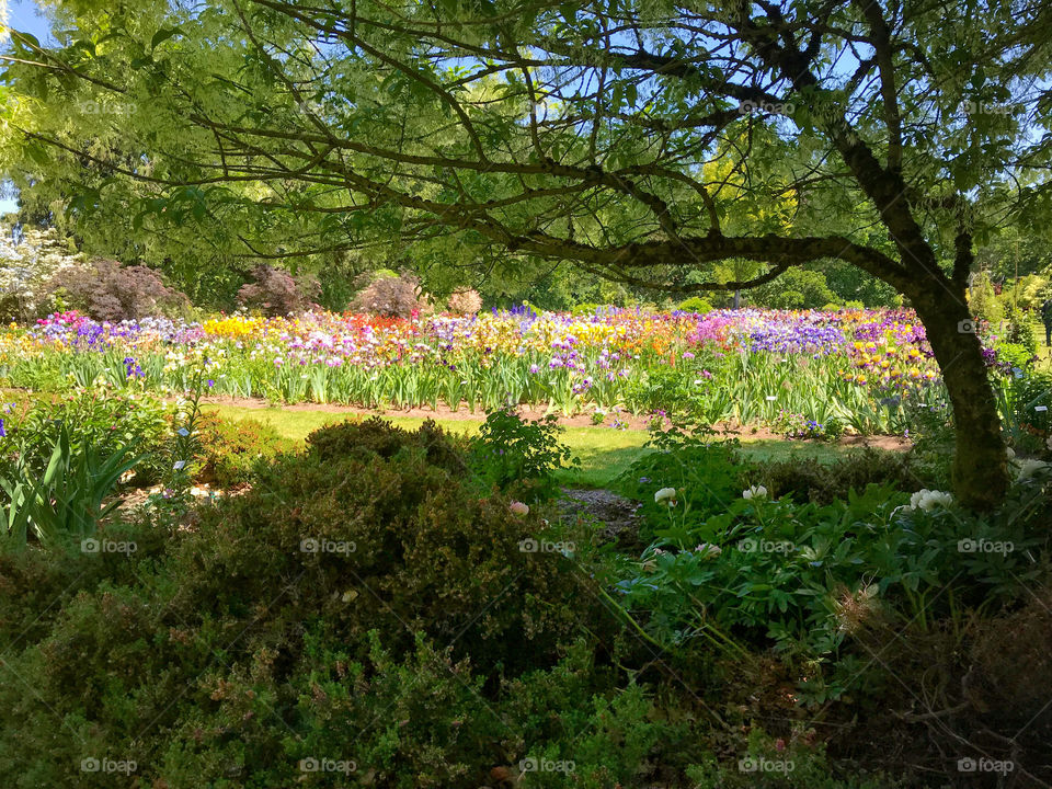 A shady spot to rest and view the gorgeous spring blooms of Schreiner’s Iris Gardens in Salem, OR.