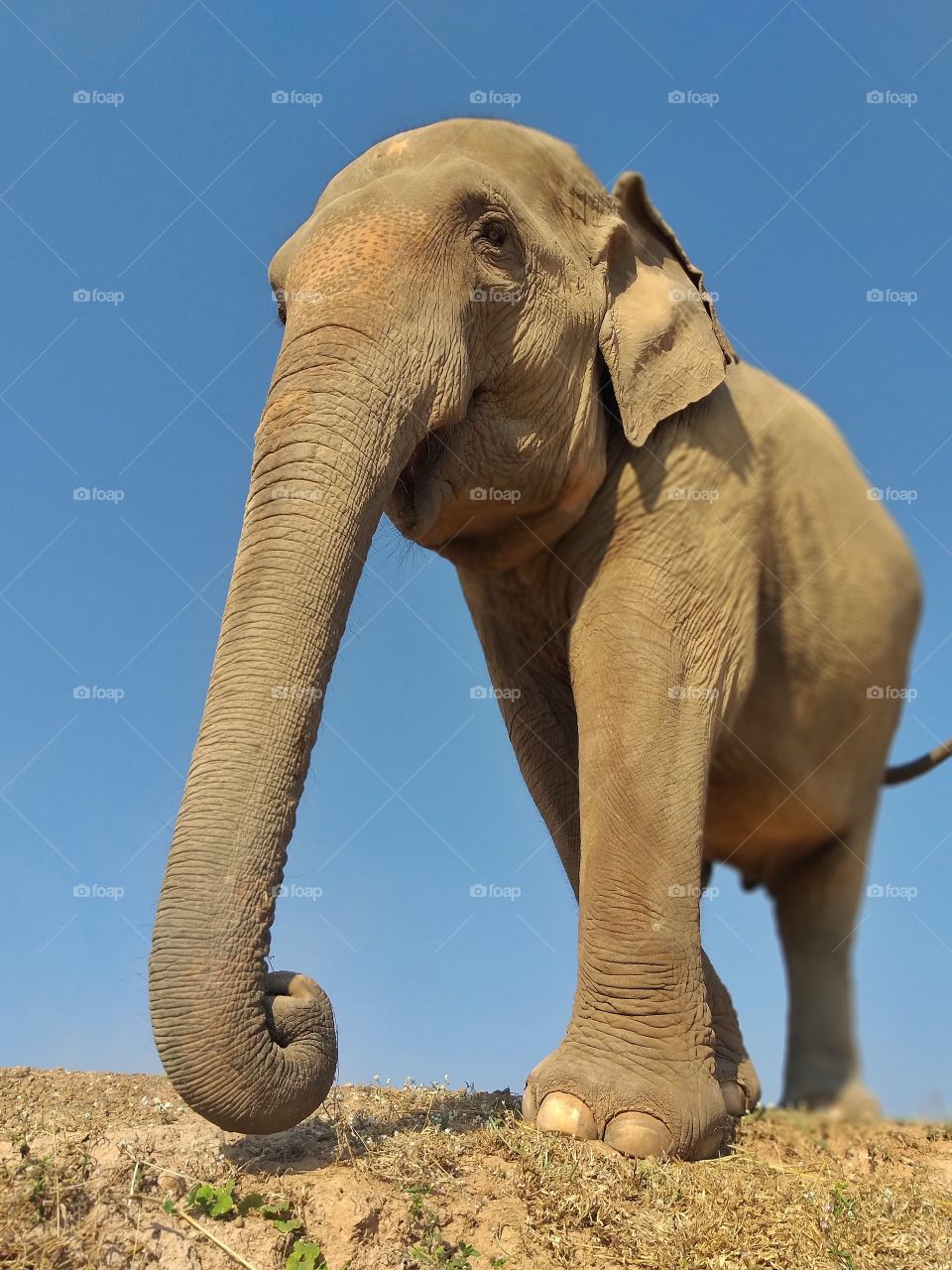 elephants walk along the rice field.