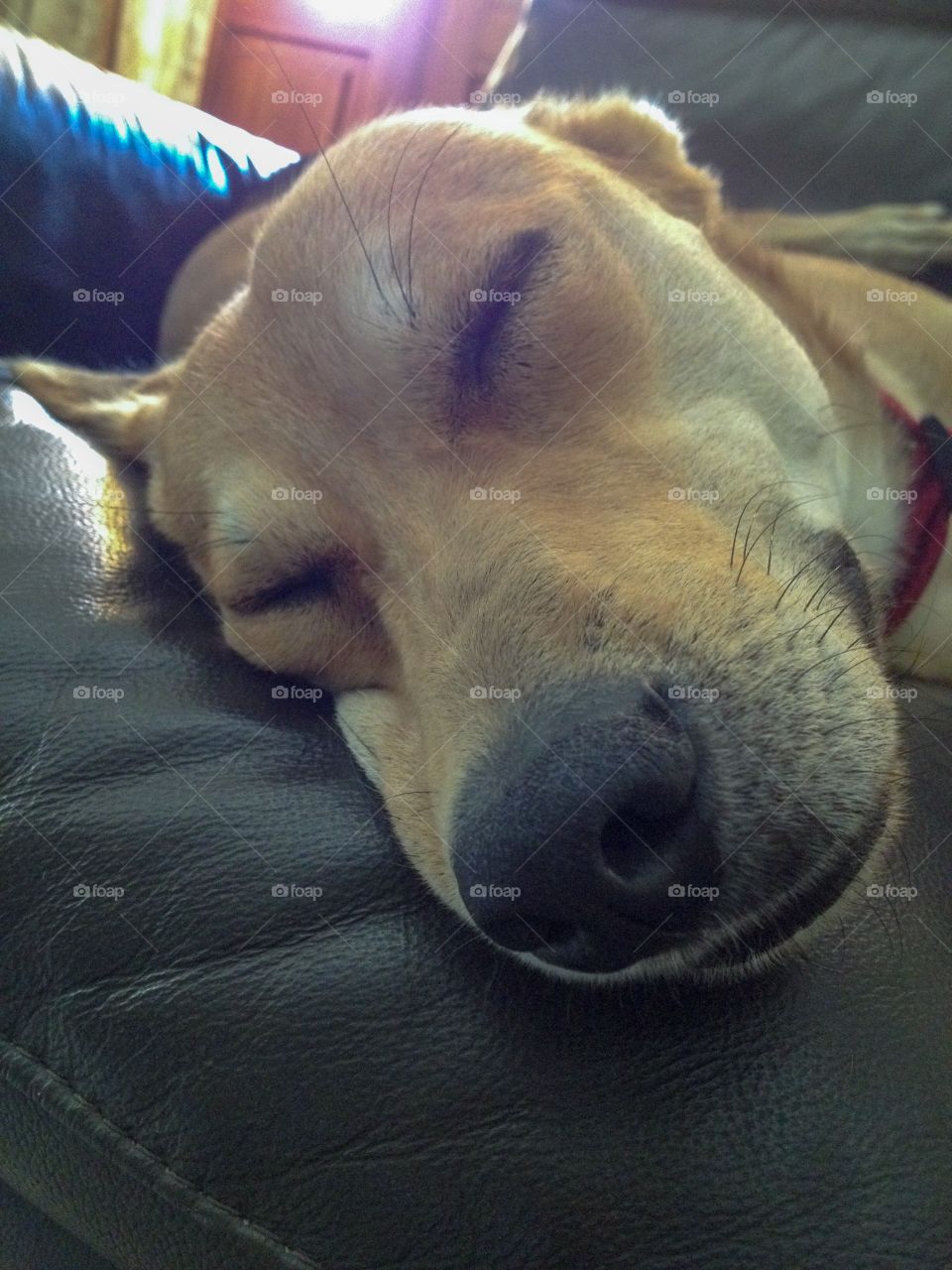 A tired dog in deep sleep 