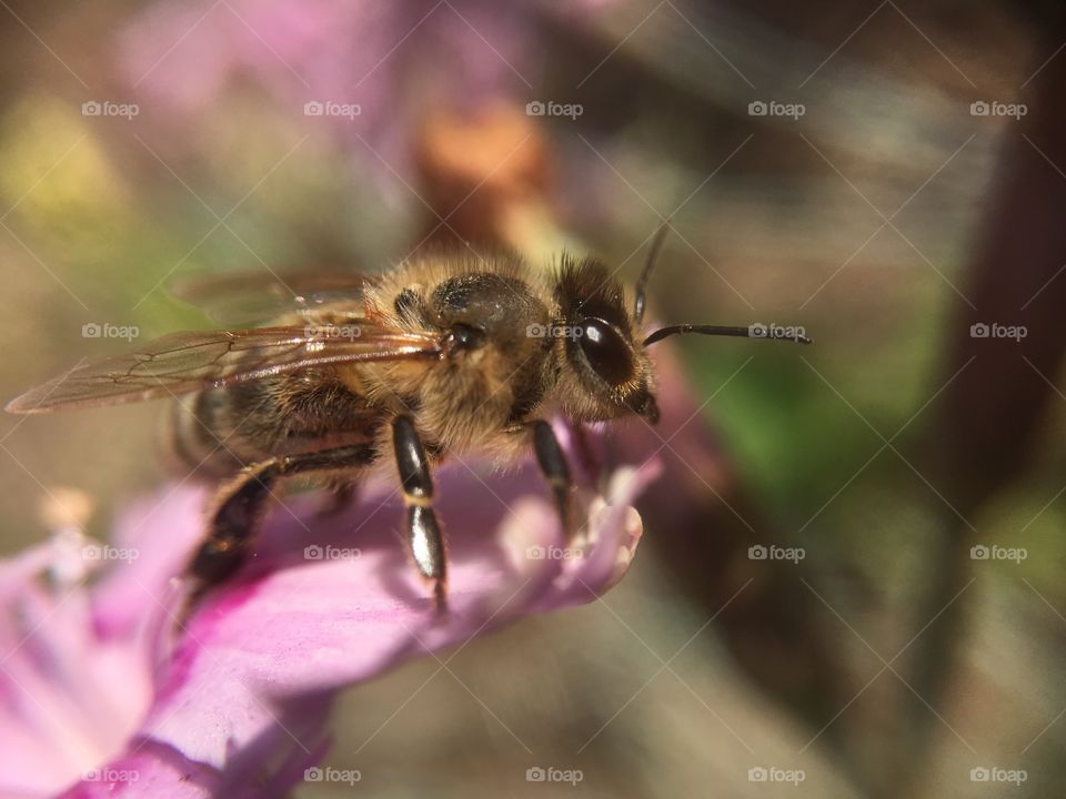 Colorful Bee