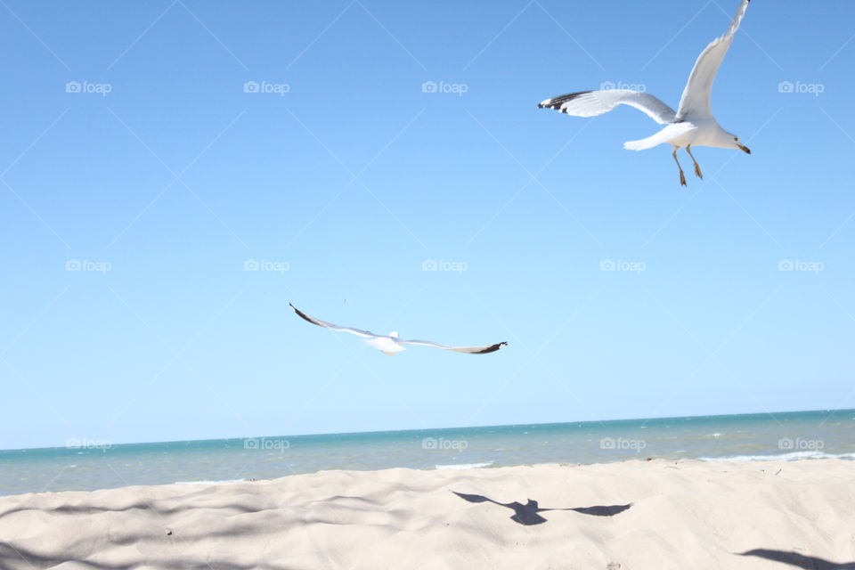 Seagulls on Lake Michigan 