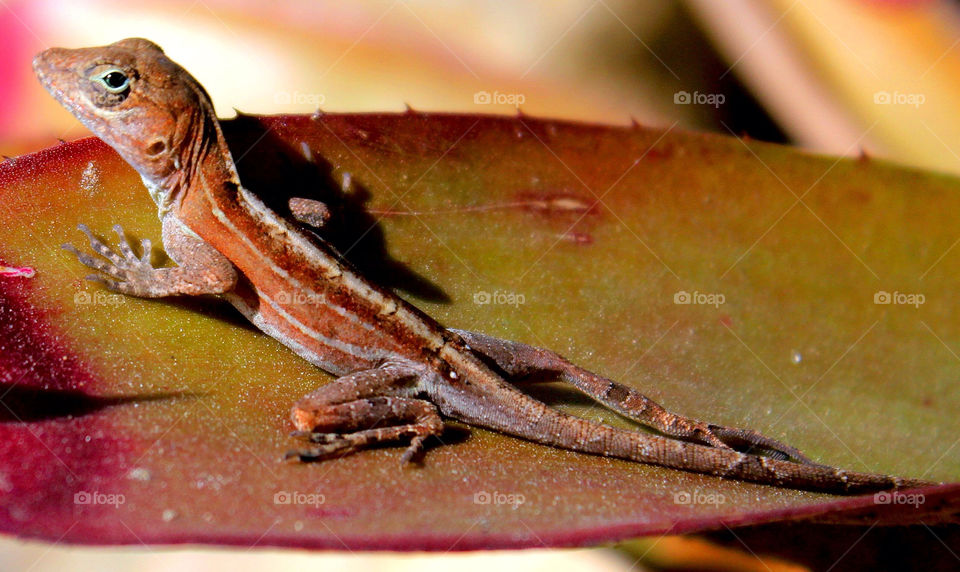 animal lizard close-up by lagacephotos