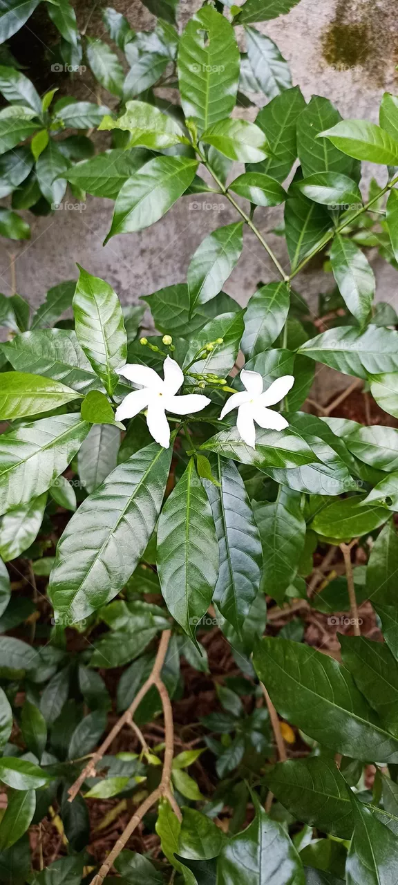 jasmine