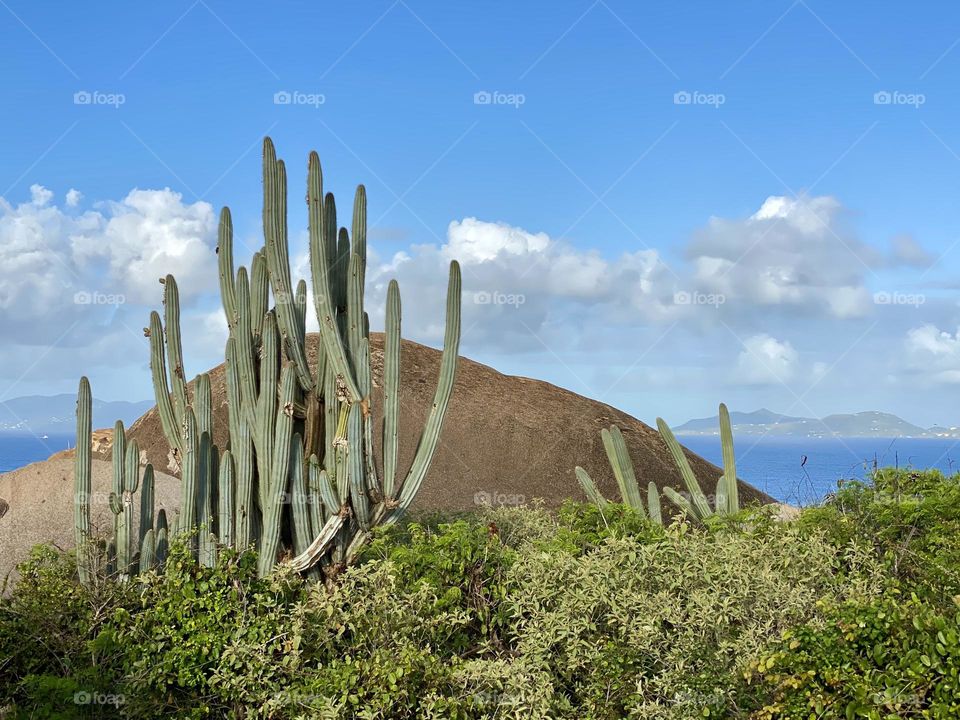A large boulder and cacti 